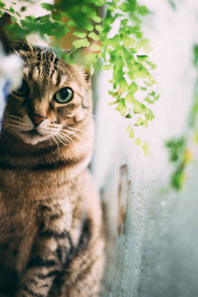 Brown tabby cats , Green plants , Portraits