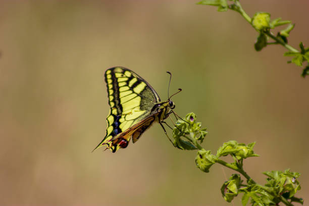 istock Close-up of a butterfly 1334844233