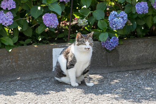 Cat and Hydrangea, Bunkyo-city, Tokyo, Japan