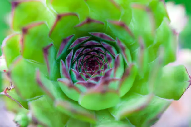 Close up of a houseleek - semprevivum plant