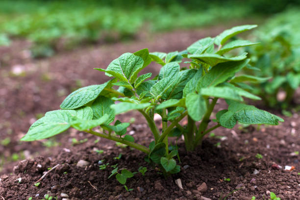 젊은 감자 식물은 지상 관점에서 가까이 에서 연속 성장 - agriculture bud crop growth 뉴스 사진 이미지