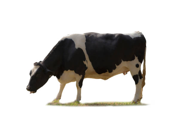 istock Black and white cow image  isolated on the white background. 1334846862