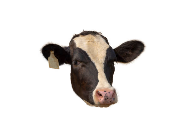 istock Close-up Side view of a cow head isolated on the white background. 1334846864