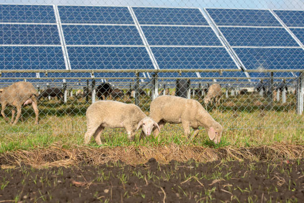 istock solar power panels with grazing sheeps - photovoltaic system 1334846865