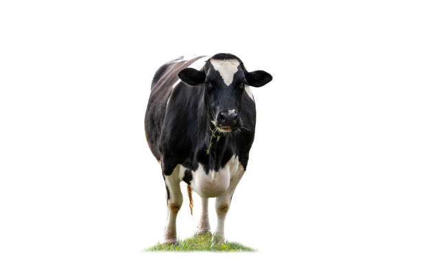 istock Black and white cow image  in front  isolated on the white background. 1334846869