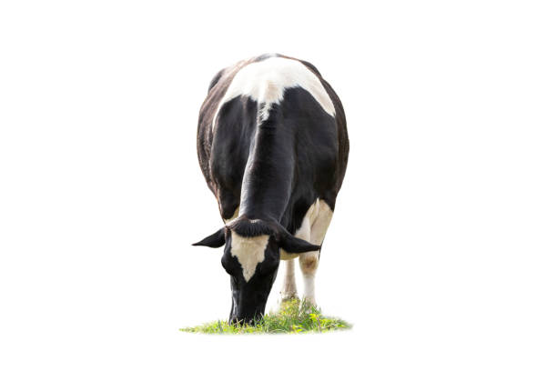 Black and white cow image  in front  isolated on the white background.