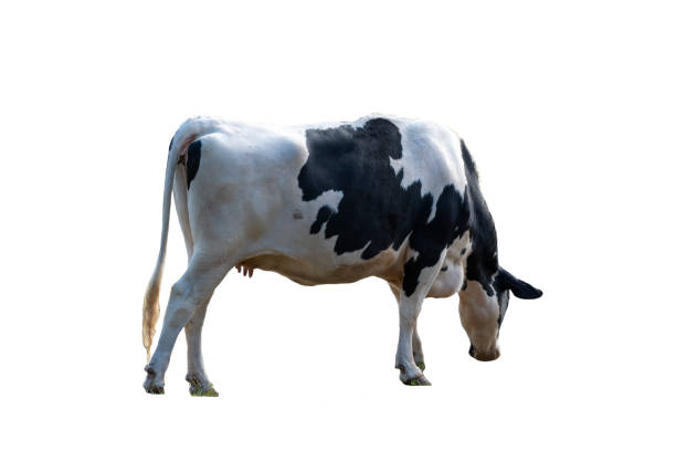 istock Black and white cow image  isolated on the white background. 1334846885