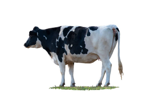 istock Black and white cow image  isolated on the white background. 1334846887