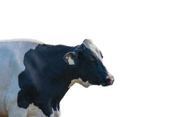 istock Black and white cow image  isolated on the white background. 1334846891