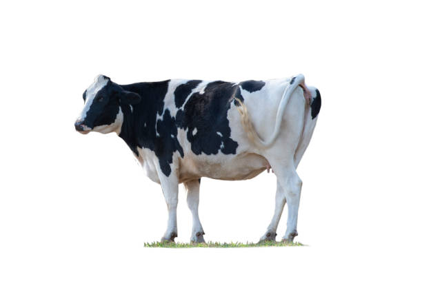 Cow isolated on white background 3D Rendering