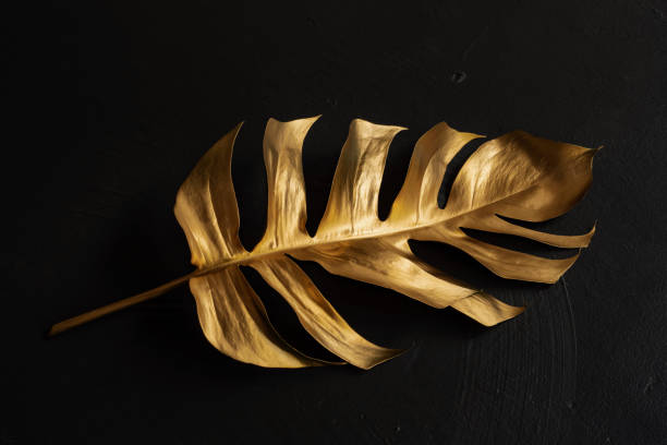 istock Gold leaf monstera isolated on a black background. Trendy design. Minimalism. Copy space Close-up. Tropical decor concept for modern design. 1334846915