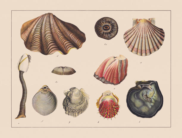 Molluscs (Mollusca), hand-colored chromolithograph, published in 1882 Molluscs (Mollusca): a) Megabalanus tintinnabulum; b - 1+2) Coronula balaenaris; c) Pelagic gooseneck barnacle (Lepas anatifera); d) Giant clam (Tridacna gigas); e) Great scallop (Pecten maximus); f) Two layer shell (Lacazella mediterranea); g) European flat oyster (Ostrea edulis); h) European thorny oyster (Spondylus gaederopus); i) Freshwater pearl mussel (Margaritifera margaritifera). Chromolithograph, published in 1882. beige background illustrations stock illustrations