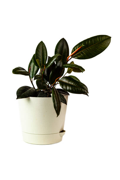 istock Indoor plant in a pot on a white background. 1334848361