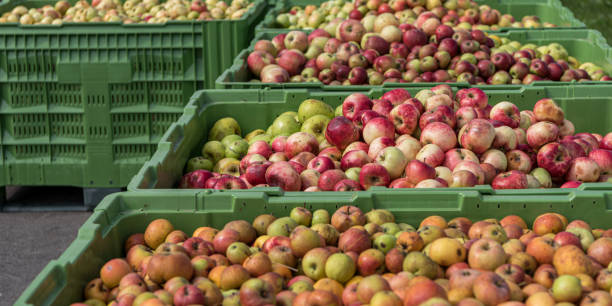 istock Many ripe fall apples in a container in autumn 1334848409