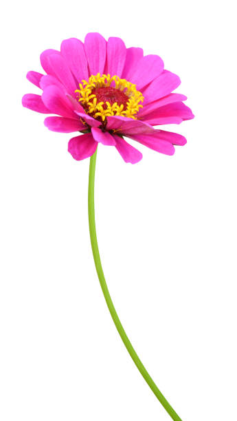 istock Zinnia flower branch 1334848715