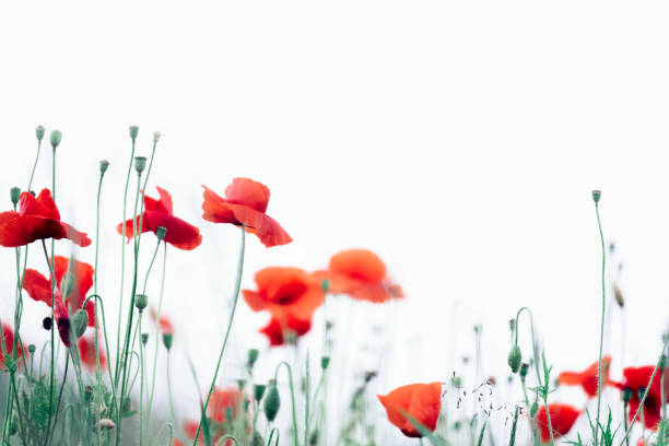 흰색에 고립 된 빨간 양귀비. 소프트 포커스 - poppy field red flower 뉴스 사진 이미지
