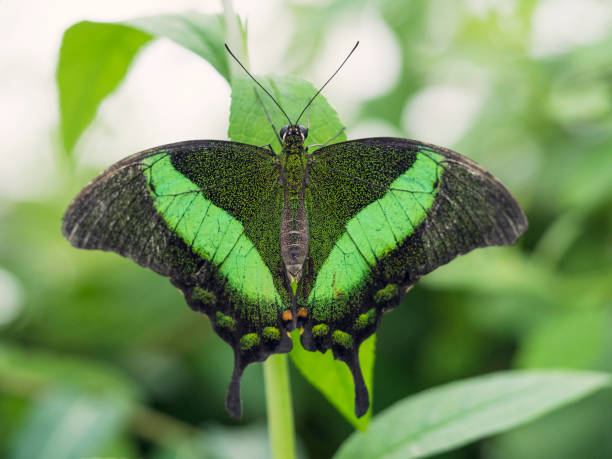 Emerald swallowtail butterfly Papilio palinurus - the emerald swallowtail, emerald peacock or green-banded peacock - a butterfly of the genus Papilio of the family Papilionidae. It is native to Southeast Asia. papilio palinurus stock pictures, royalty-free photos & images
