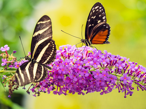 Tiger Longwing and Zebra Longwing butterflies sitting on a flower