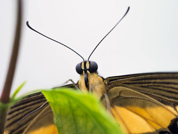 Close-up of butterfly's head and antennae