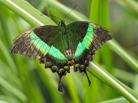 Papilio palinurus - the emerald swallowtail, emerald peacock or green-banded peacock - a butterfly of the genus Papilio of the family Papilionidae. It is native to Southeast Asia.