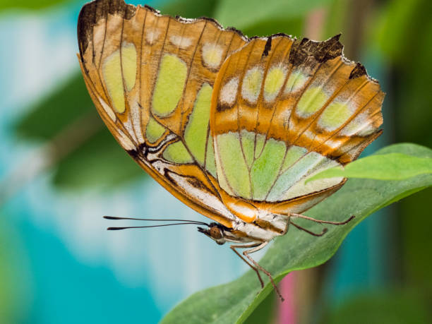 motyl malachitowa - malachite butterfly zdjęcia i obrazy z banku zdjęć