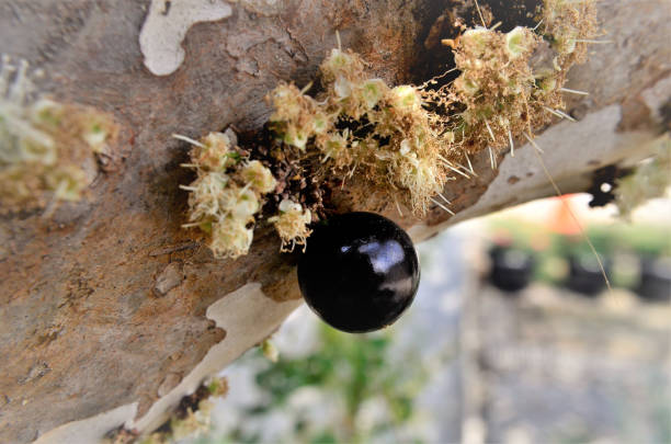 On the trunk drying flowers and a ripe fruit of Plinia cauliflora