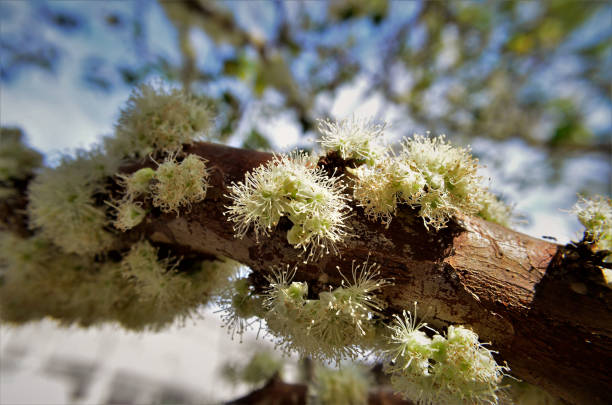 istock Twig with open plinia cauliflora flowers 1334849936