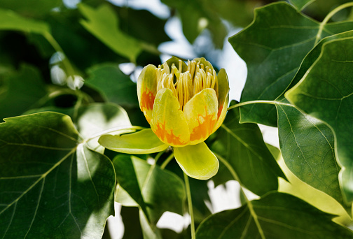 Detail of tulip tree -liriodendron or yellow poplar - with yellow -orange flower