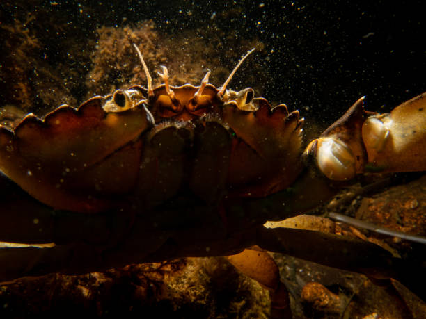 istock A crab among seaweed and stones 1334850076