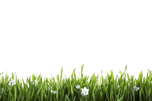 Fresh green grass and little flowers isolated on white. Spring season