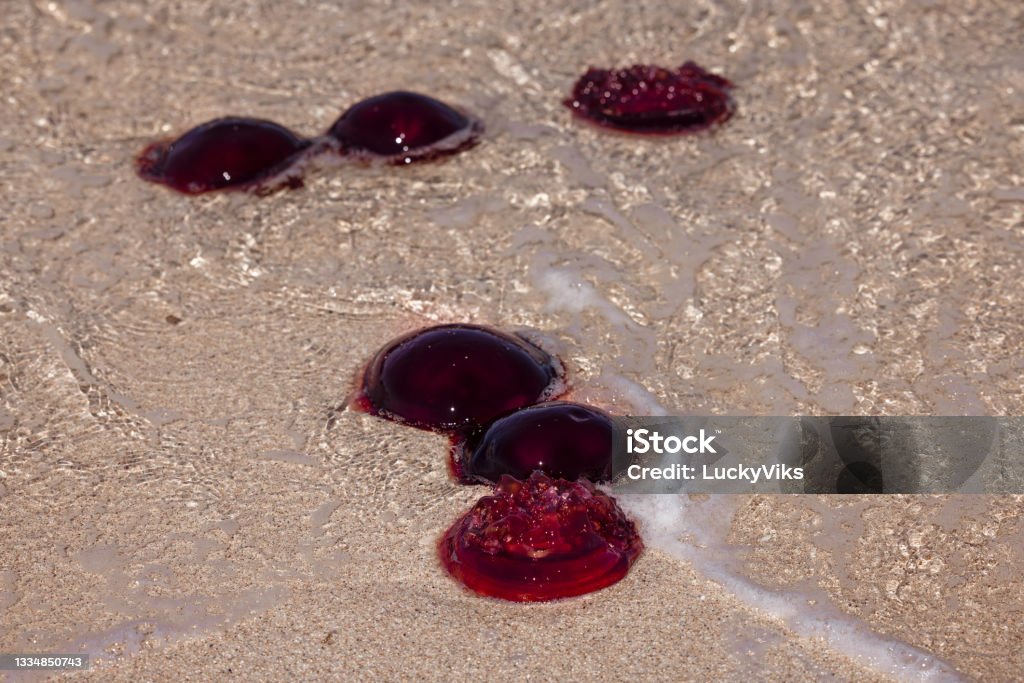 Blooms of red bell jellyfish (Crambione mastigophora) on the Ningaloo Reef This event usually occurs after a few days of strong northerly winds Ningaloo Reef Stock Photo