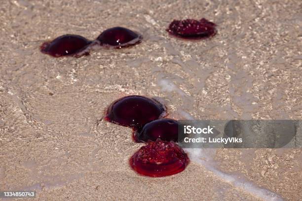 Blooms Of Red Bell Jellyfish On The Ningaloo Reef Stock Photo - Download Image Now