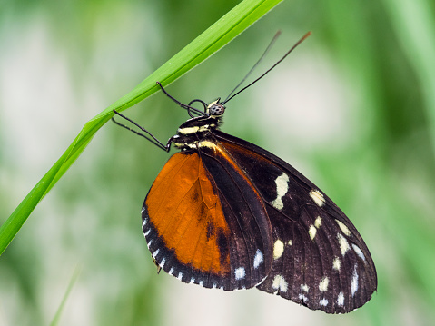 Heliconius hecale, the tiger longwing, Hecale longwing, golden longwing or golden heliconian - a heliconiid butterfly that occurs from Mexico to the Peruvian Amazon.