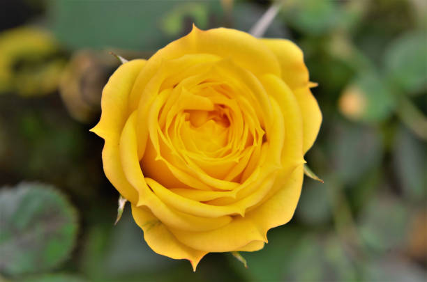 In the garden a little yellow rose blooming
