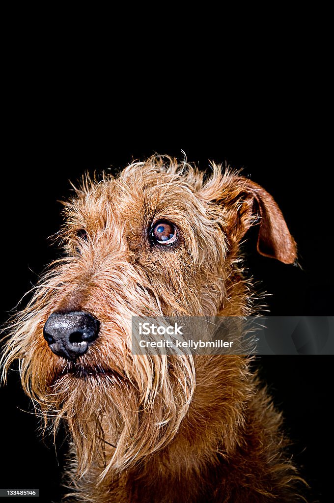 Terrier irlandés - Foto de stock de Terrier irlandés libre de derechos