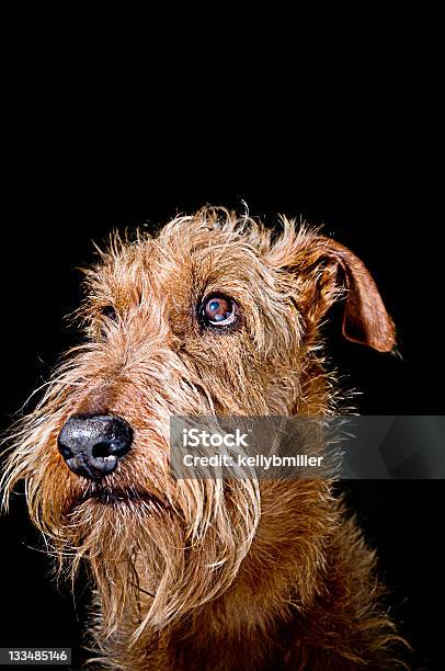 Terrier Irlandés Foto de stock y más banco de imágenes de Terrier irlandés - Terrier irlandés, Cabeza de animal, Canino - Animal