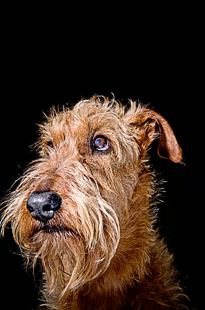 Terrier Irlandês - fotografia de stock