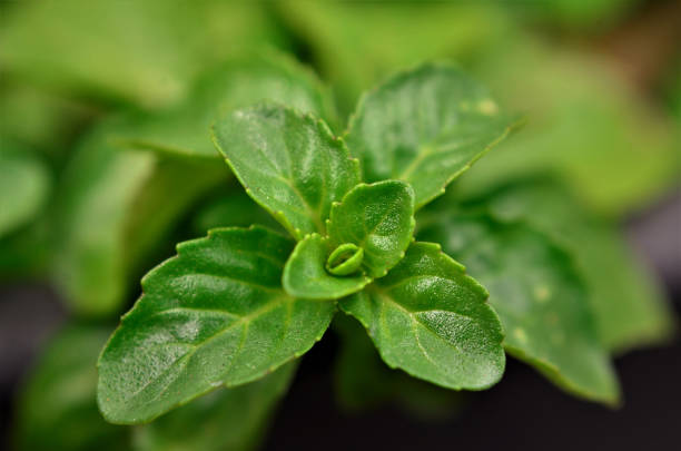 The green foliage of Mentha pulegium In vase the green leaves Mentha pulegium in vase mentha pulegium stock pictures, royalty-free photos & images
