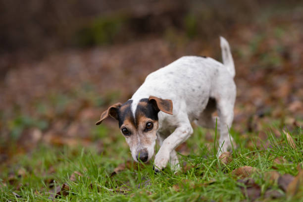 istock Jack Russell Terrier dog in the forest 1334851764