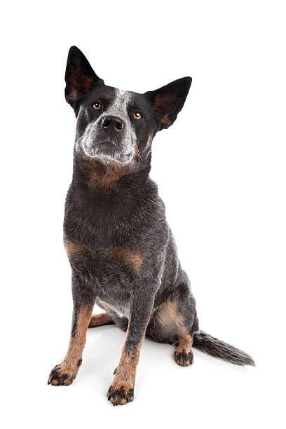istock An adorable Australian cattle dog 133485259