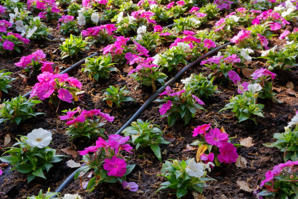Flowerbed Equipped with an Irrigation System stock photo