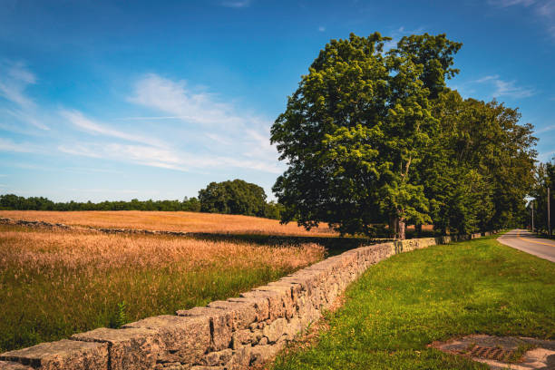 背の高いカエデの木と草原の上に曲がりくねった石の壁と静かな風景 - massachusetts agriculture crop farm ストックフォトと画像