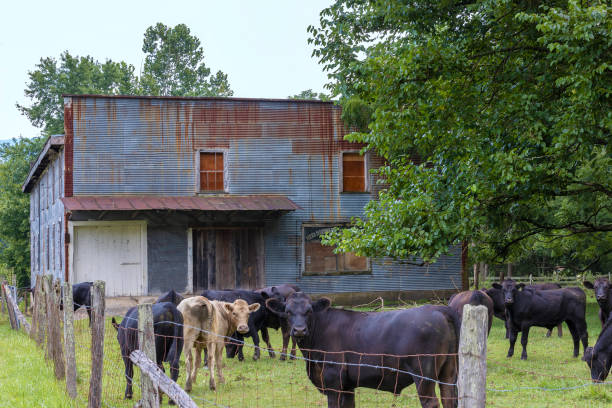 istock Abandoned Business building in a pasture of cows. 1334853365