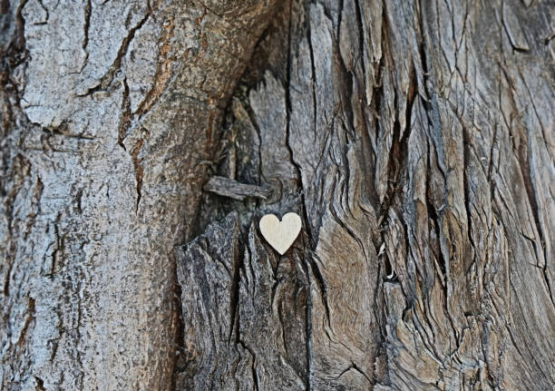 istock Wooden heart on old bark tree, love and age concept 1334853417