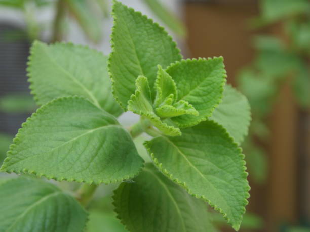 istock Plectranthus amboinicus ear plant 1334854491