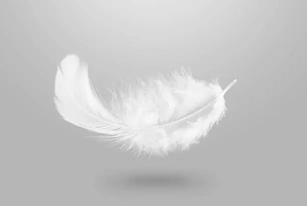 Lightly White Fluffy Feather Falling Down in The Air.  Abstract Feather Flying in Heavenly. Space Advertising, Banner Ads, Logo Lightly Concept.