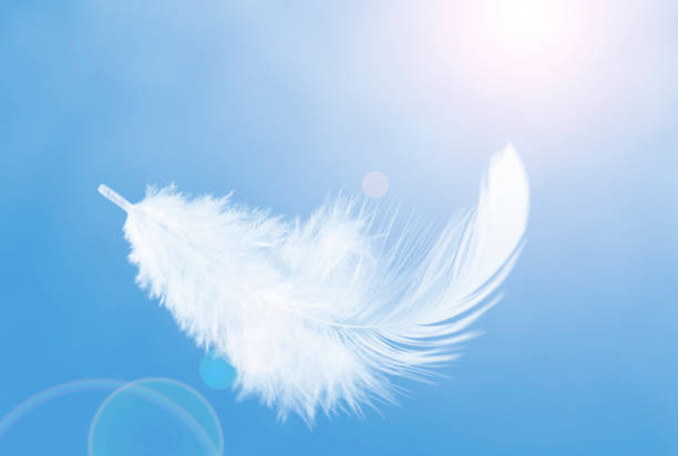 istock Lightly White Fluffy Feather Floating in The Sky. Abstract Feather Flying in Heavenly. 1334854817