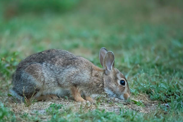 istock wild rabbit in the forest on the gras 1334856697