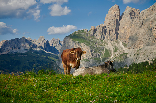 Images from Northern Italy. Cows and cattle grazing on a mountain side in Tirol