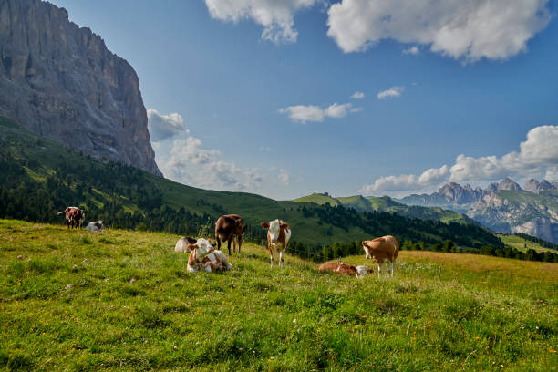 Images from Northern Italy. Cows and cattle grazing on a mountain side in Tirol